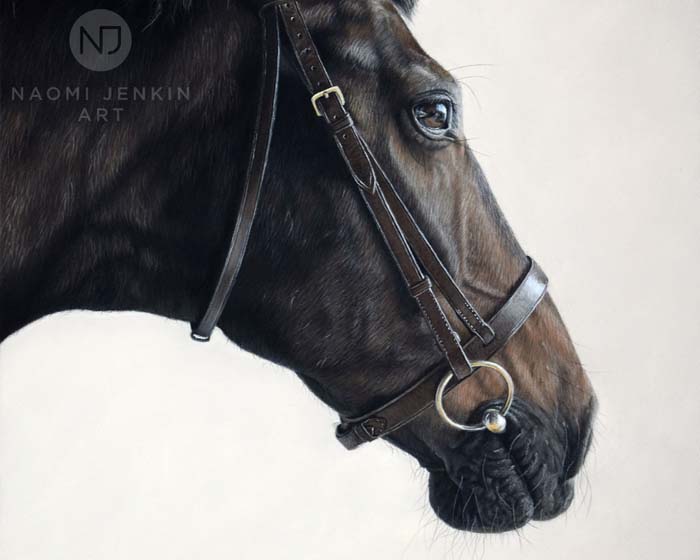 Horse portrait by Naomi Jenkin Art. 