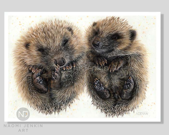 Hedgehog Art Print by Naomi Jenkin. 