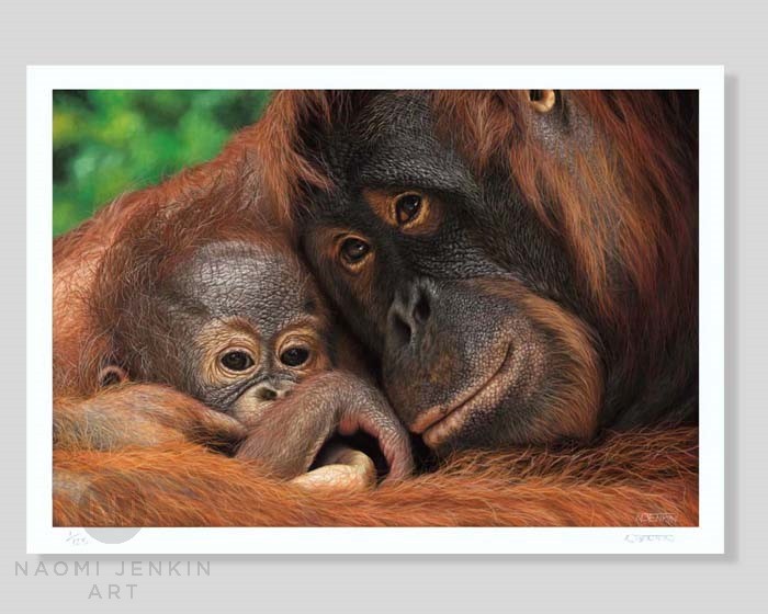 Bornean orangutan limited edition fine art print.