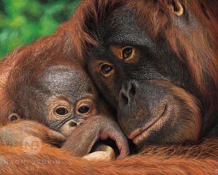 Orangutan painting by British wildlife artist Naomi Jenkin Art. 