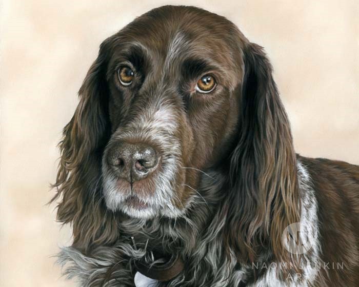 Dog portrait by Naomi Jenkin Art. 