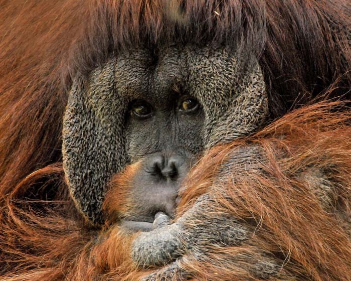 Orangutan male 