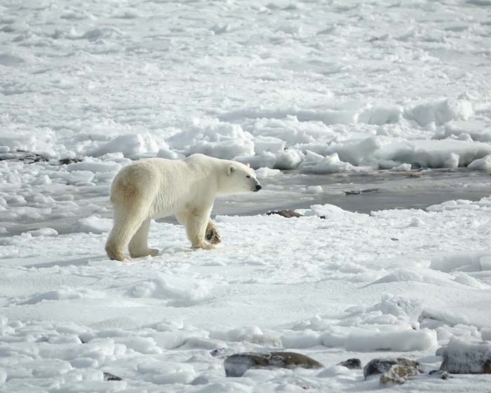 Polar bear roaming the icea