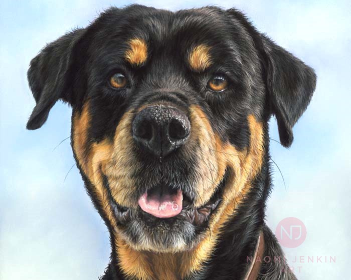 Dog portrait of Rottweiler hand drawn by pet portrait artist Naomi Jenkin. 