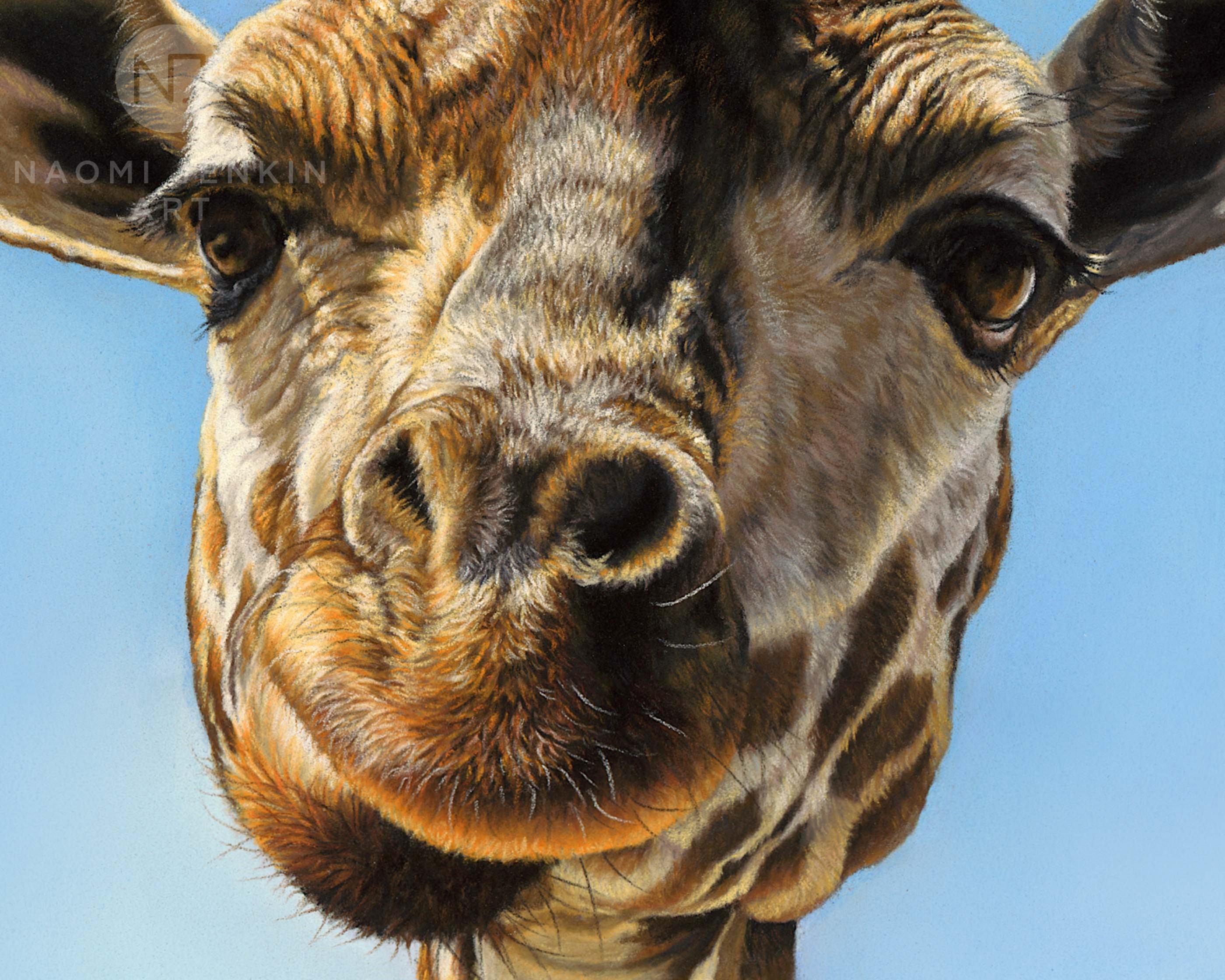 Close up of giraffe drawing by wildlife artist Naomi Jenkin.
