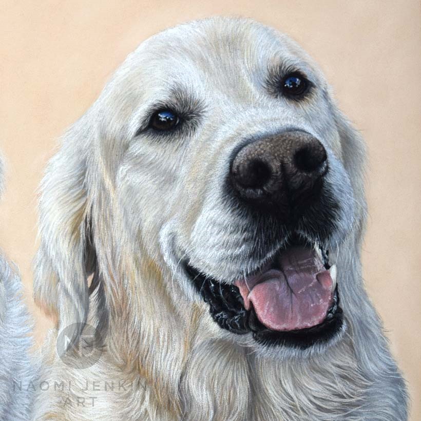 Golden Retriever dog portrait by pet portrait artist Naomi Jenkin. 