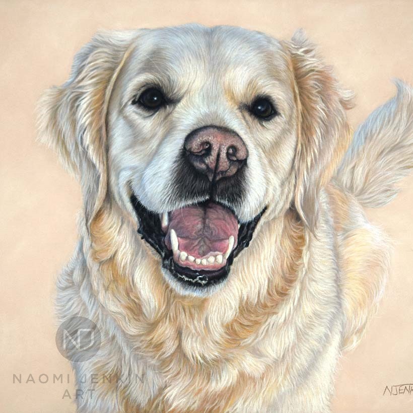 Golden Retriever dog portrait by UK pet artist Naomi Jenkin.