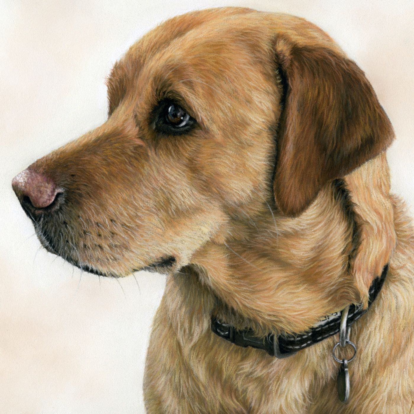 portrait of bentley the labrador