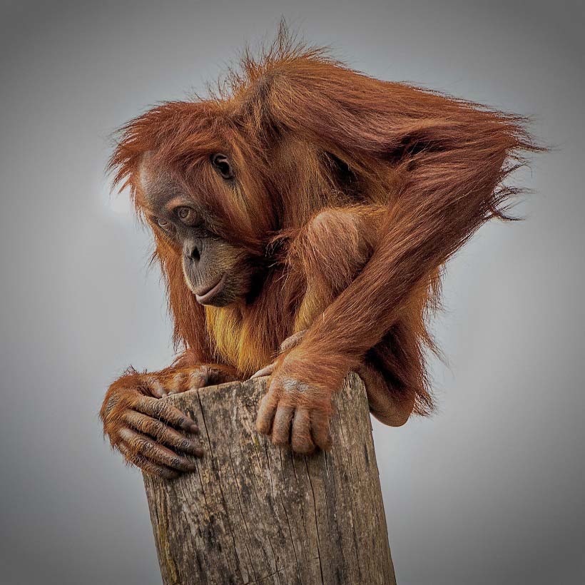 Orangutan on tree