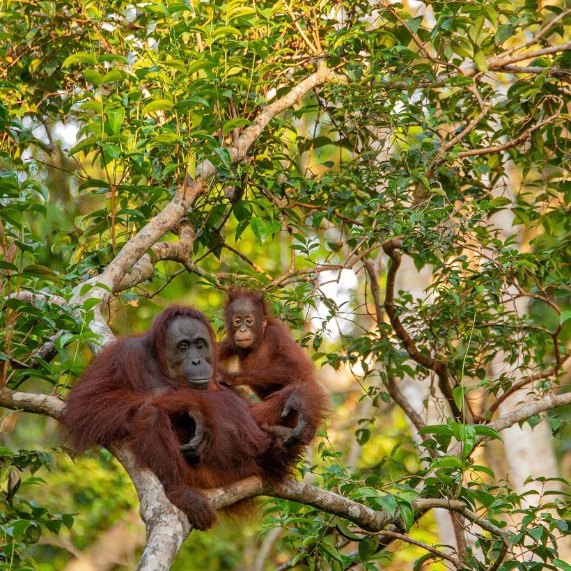 Orangutan mother and baby in tree canopy.